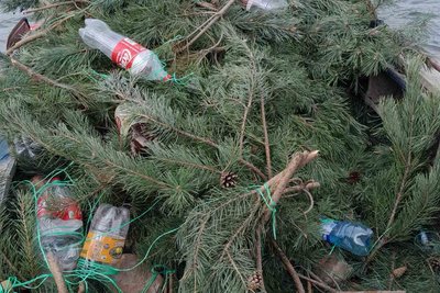 На водоймах Вінниччини встановили нерестові гнізда На водоймах Вінниччини встановили нерестові гнізда