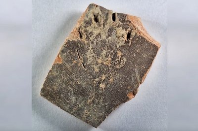 лапки древнього котика лапки древнього котика