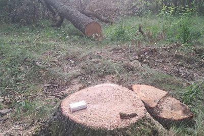 Незаконно вирубаний ліс на Житомирщині: екологи нарахували майже два мільйони гривень збитків Незаконно вирубаний ліс на Житомирщині: екологи нарахували майже два мільйони гривень збитків