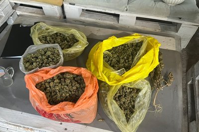 На Миколаївщині вилучили понад тисячу кущів конопель та більше 10 кілограмів канабісу На Миколаївщині вилучили понад тисячу кущів конопель та більше 10 кілограмів канабісу