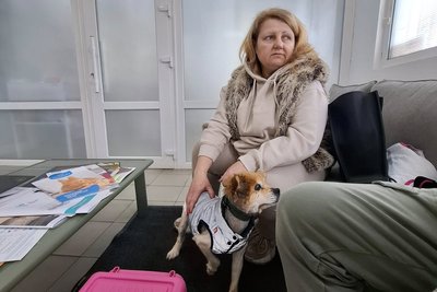 "Не хочу, щоб діти бачили покинутих тварин": як жінка на Одещині організувала безкоштовну стерилізацію тварин "Не хочу, щоб діти бачили покинутих тварин": як жінка на Одещині організувала безкоштовну стерилізацію тварин