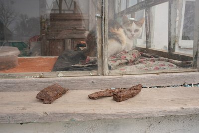 Щоденники забутих сіл: Новогригорівка й Біла Криниця Щоденники забутих сіл: Новогригорівка й Біла Криниця