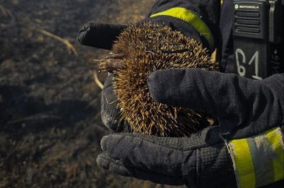 Врятований їжачок Врятований їжачок