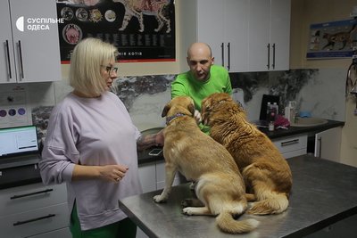 Знайшли в Одесі нові родини: історія собак Черрі і Челсі, врятованих з прифронтової зони Знайшли в Одесі нові родини: історія собак Черрі і Челсі, врятованих з прифронтової зони