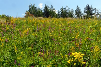 луки на харківщині луки на харківщині