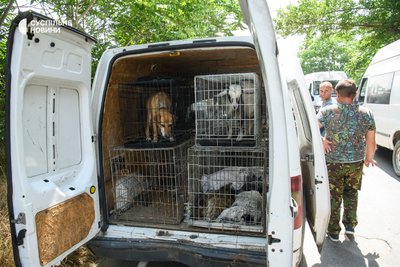 Зооволонтери рятують тварин у підтоплених районах Херсона, 7 червня 2023 року