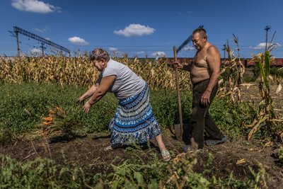 Світлана і Василь збирають моркву в Ростущі біля Запоріжжя