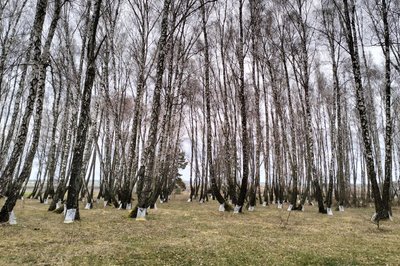 Збір березового соку на Волині