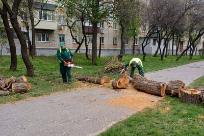 Комунальники розпилюють повалені дерева у Харкові Комунальники розпилюють повалені дерева у Харкові