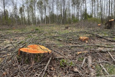 Пиляють ліс і тікають: на Житомирщині люди виступають проти масових крадіжок лісу у громаді Пиляють ліс і тікають: на Житомирщині люди виступають проти масових крадіжок лісу у громаді