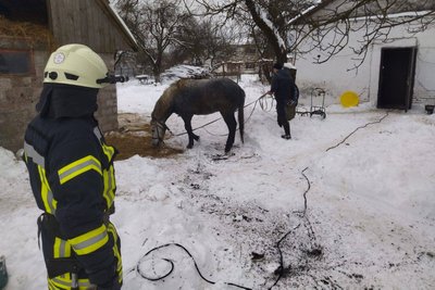 На Волині з вигрібної ями врятували коня На Волині з вигрібної ями врятували коня