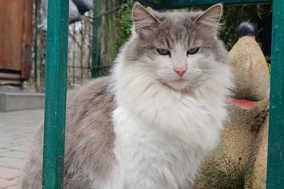 Живуть з дикобразами та мавпами: у Луцькому зоопарку оселилося 50 котів Живуть з дикобразами та мавпами: у Луцькому зоопарку оселилося 50 котів