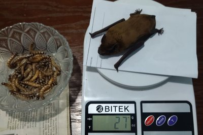у тернополі врятували кажанів у тернополі врятували кажанів