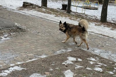В Охтирці з початку року близько 40 людей звернулися до лікарів через укуси собак В Охтирці з початку року близько 40 людей звернулися до лікарів через укуси собак