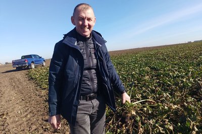 Збір цукрових буряків на Волині — агроном Тарас Навроцький Збір цукрових буряків на Волині — агроном Тарас Навроцький