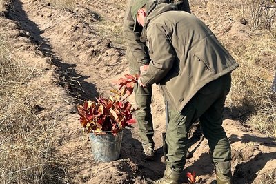 Сіянці червоного дуба Сіянці червоного дуба