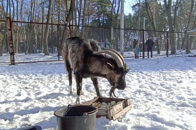 Як зимуватимуть тварини у зоокутку житомирського Гідропарку