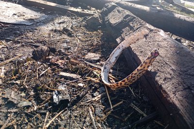 "Накрила собою сина, хлопчик не вижив". Очевидці розповіли про атаку на Великий Бобрик "Накрила собою сина, хлопчик не вижив". Очевидці розповіли про атаку на Великий Бобрик