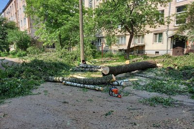 У мікрорайоні в Луцьку зрізають дерева, щоб облаштували у дворах парковку