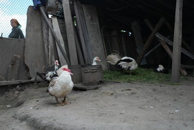 Врятувала покинутих котів, собак і кіз: історія жительки Сумщини, яка допомагає селу попри обстріли Врятувала покинутих котів, собак і кіз: історія жительки Сумщини, яка допомагає селу попри обстріли