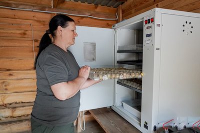 У фазанарії поблизу Житомира народилися понад 300 пташенят У фазанарії поблизу Житомира народилися понад 300 пташенят