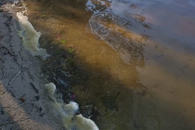 На території нацпарку на Волині "цвіте" вода в озерах: чим це небезпечно На території нацпарку на Волині "цвіте" вода в озерах: чим це небезпечно