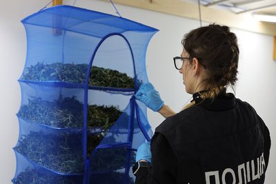 Дохід щомісяця у 3 мільйони гривень: неподалік Житомира правоохоронці виявили теплицю, де вирощували коноплю