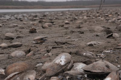 Село без водойми: на Миколаївщині існує ризик зникнення ставку Село без водойми: на Миколаївщині існує ризик зникнення ставку