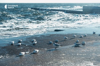 Одеса сонячна та засніжена: який вигляд має місто після негоди. Фоторепортаж Одеса сонячна та засніжена: який вигляд має місто після негоди. Фоторепортаж