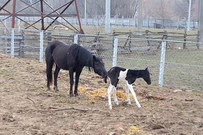 Поповнення у вінницькому зоопарку: у гуцульських коней народилося лоша Поповнення у вінницькому зоопарку: у гуцульських коней народилося лоша
