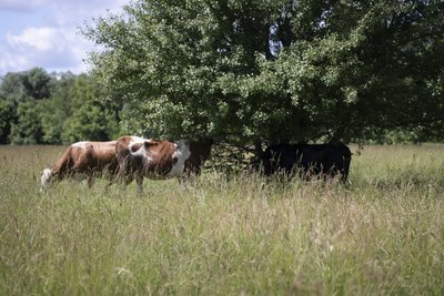Поголів’я корів на Сумщині скоротилося на 4%: які причини Поголів’я корів на Сумщині скоротилося на 4%: які причини