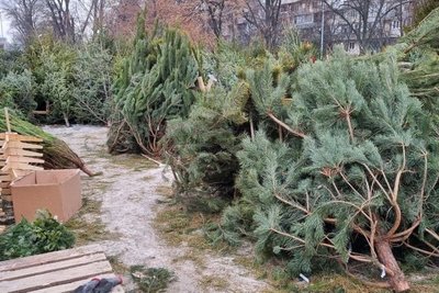 У Харкові запрацювали ялинкові базари у 2022 році У Харкові запрацювали ялинкові базари у 2022 році