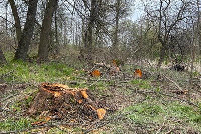 Пиляють ліс і тікають: на Житомирщині люди виступають проти масових крадіжок лісу у громаді Пиляють ліс і тікають: на Житомирщині люди виступають проти масових крадіжок лісу у громаді
