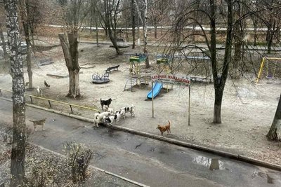 Випадки отруєння собак фіксують у Солоницівці: що розповіли місцеві жителі та чи були звернення до поліції