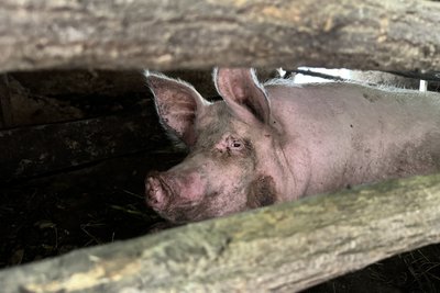 Щоденники забутих сіл: хутір Богданівський Щоденники забутих сіл: хутір Богданівський