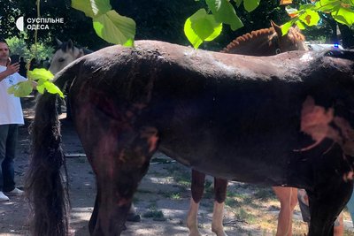 "Це був друг — один на все життя": під час атаки на Одесу загинула кобила Камелія "Це був друг — один на все життя": під час атаки на Одесу загинула кобила Камелія