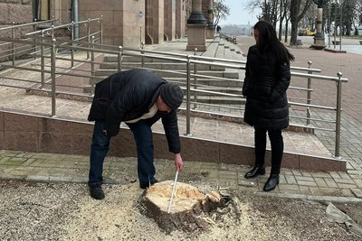 Законно чи ні? Що відомо про вирубку ялин біля Миколаївської міськради Законно чи ні? Що відомо про вирубку ялин біля Миколаївської міськради