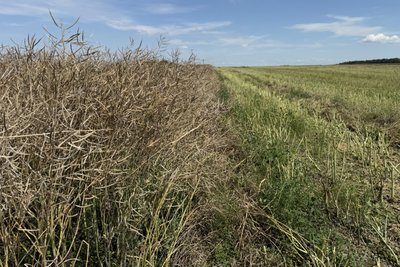 Жнива на Роменщині: як аграрії працюють в умовах війни та перші результати зборів Жнива на Роменщині: як аграрії працюють в умовах війни та перші результати зборів