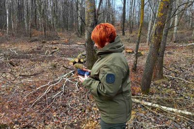 Кілька гектарів дерев вирубали на околицях села в Житомирській області: що відомо про ситуацію Кілька гектарів дерев вирубали на околицях села в Житомирській області: що відомо про ситуацію