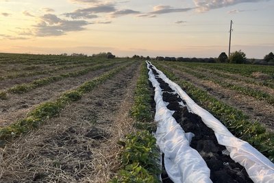 Плантація полуниці Харківська область Плантація полуниці Харківська область