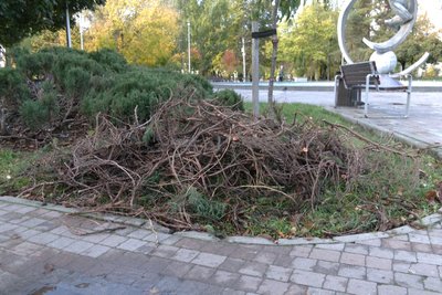У Житомирі почали готувати міські клумби до зими: що змінюють у квітниках У Житомирі почали готувати міські клумби до зими: що змінюють у квітниках
