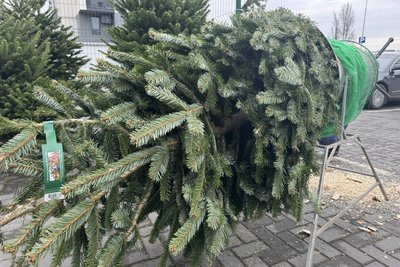 Продаж ялинок в Ужгороді: які ціни та місця торгівлі Продаж ялинок в Ужгороді: які ціни та місця торгівлі