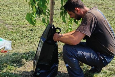 У Києві почали тестувати "торби" для поливу дерев У Києві почали тестувати "торби" для поливу дерев