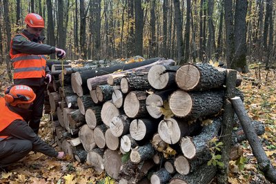 заготівля дрів, дрова заготівля дрів, дрова