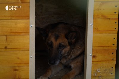 Як доглядають в Одесі врятованих після підриву Каховської ГЕС собак Як доглядають в Одесі врятованих після підриву Каховської ГЕС собак