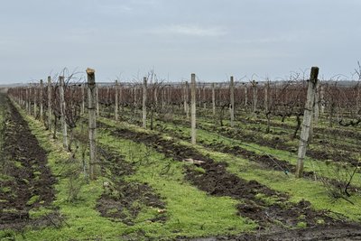 Вирощує виноград під обстрілами: історія винороба, який працює на Миколаївщині поблизу фронту Вирощує виноград під обстрілами: історія винороба, який працює на Миколаївщині поблизу фронту