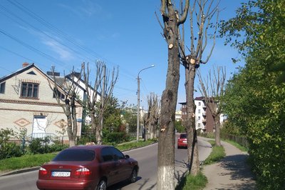 Кронування дерев у Луцьку: що кажуть фахівці, влада і жителі міста
