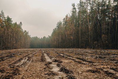 Висаджують дерева та знімають відео про ліс в TikTok: чим живе шкільне лісництво “Нескучанське” з Сумщини Висаджують дерева та знімають відео про ліс в TikTok: чим живе шкільне лісництво “Нескучанське” з Сумщини