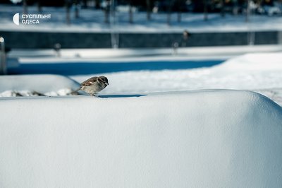 Одеса сонячна та засніжена: який вигляд має місто після негоди. Фоторепортаж Одеса сонячна та засніжена: який вигляд має місто після негоди. Фоторепортаж