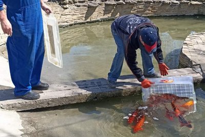В Одеському зоопарку після зимування у воду випустили коропів Коі